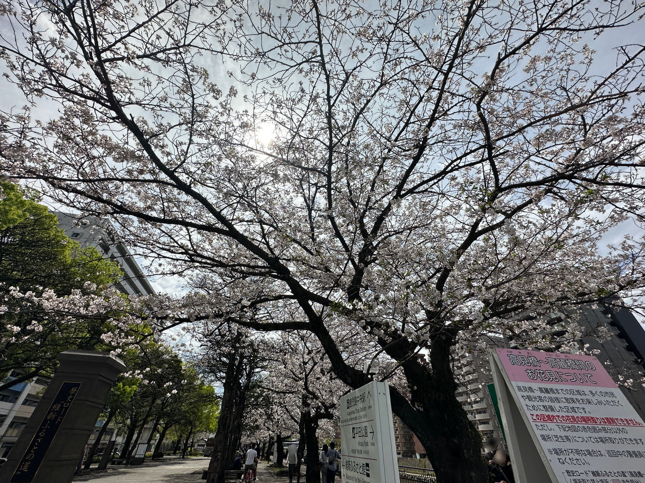 甲突川花見